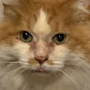 Meet your Posher, Baker